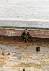 Macroglossum nycteris