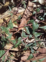 Boerhavia dominii
