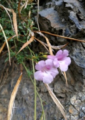 Incarvillea diffusa