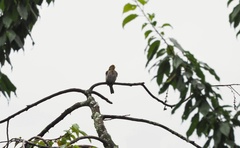 Indicator xanthonotus