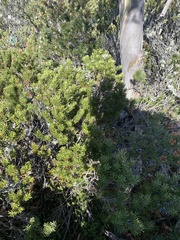 Orites revolutus