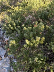 Orites revolutus