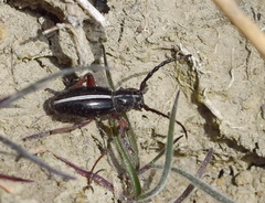 Dorcadion cinerarium