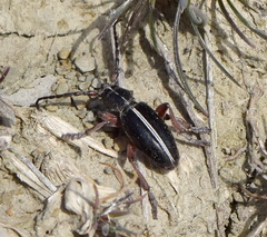 Dorcadion cinerarium