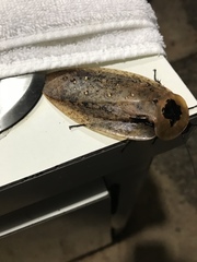 Archimandrita tessellata