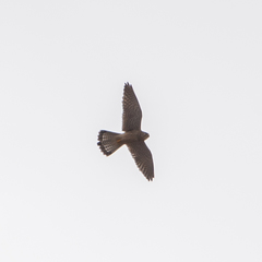 Falco tinnunculus