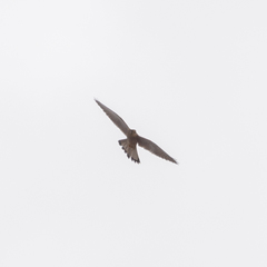 Falco tinnunculus