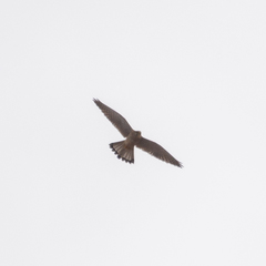 Falco tinnunculus