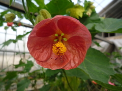 Abutilon hybridum