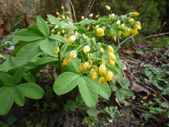 Gymnospermium smirnowii