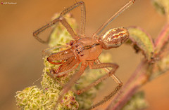 Enoplognatha molesta