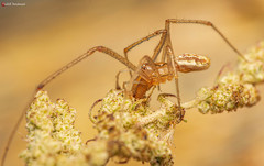 Enoplognatha molesta