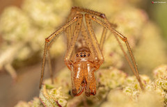 Enoplognatha molesta