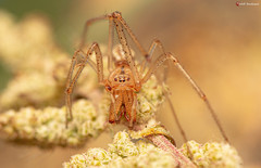 Enoplognatha molesta