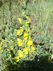 Linaria dalmatica dalmatica