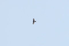 Accipiter badius