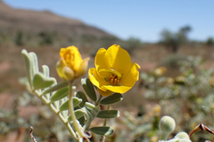 Senna phyllodinea