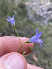 Wahlenbergia queenslandica