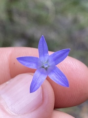 Wahlenbergia queenslandica