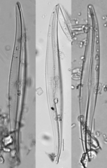 Gyrosigma acuminatum