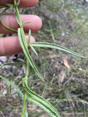 Wahlenbergia queenslandica