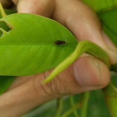 Graphium doson postianus