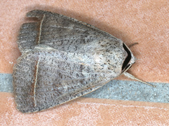 Pantydia capistrata