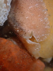 Pseudoceros canadensis