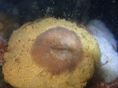 Pseudoceros canadensis