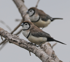 Stizoptera bichenovii bichenovii