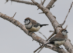 Stizoptera bichenovii bichenovii