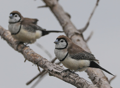 Stizoptera bichenovii bichenovii