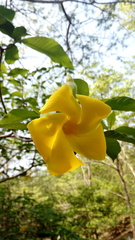 Tabernaemontana glabra