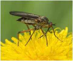 Empis opaca