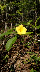 Tabernaemontana glabra