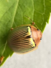 Paropsisterna basalis