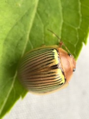 Paropsisterna basalis