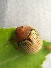 Paropsisterna basalis