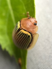 Paropsisterna basalis