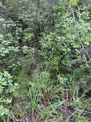 Oxypolis rigidior rigidior