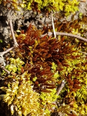 Ptychostomum pallens