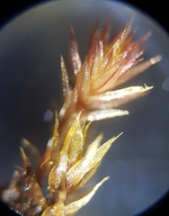 Ptychostomum pallens