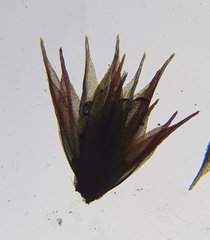 Ptychostomum pallens