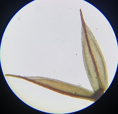 Ptychostomum pallens