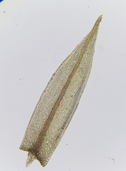 Ptychostomum pallens