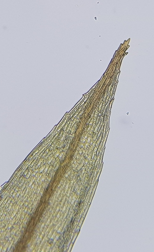 Image of Ptychostomum pallens by (c) Helen Waterman, some rights reserved (CC BY)
