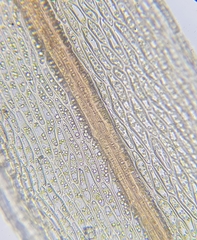 Ptychostomum pallens