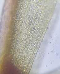 Ptychostomum pallens