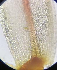 Ptychostomum pallens