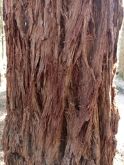 Sequoia